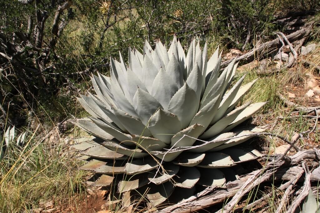 Agave parryi